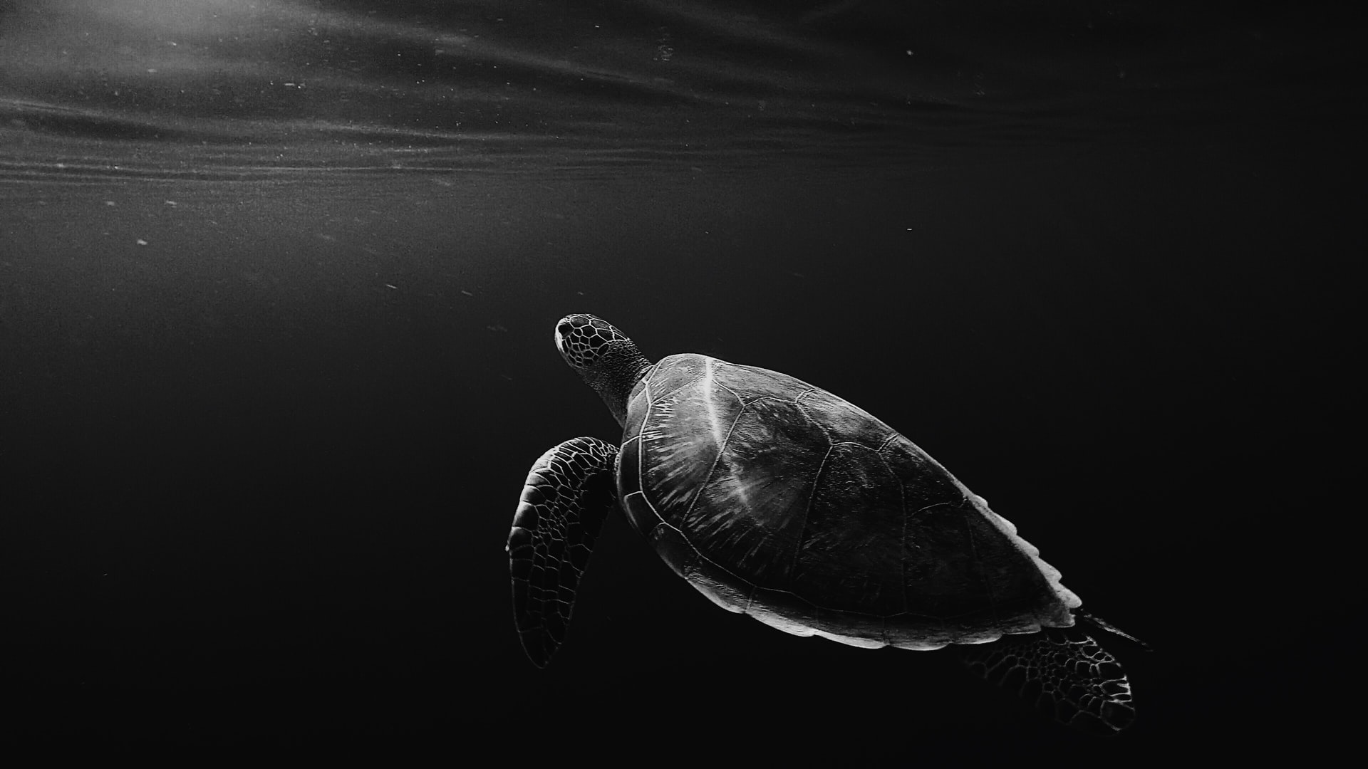 A turtle swimming in the water.